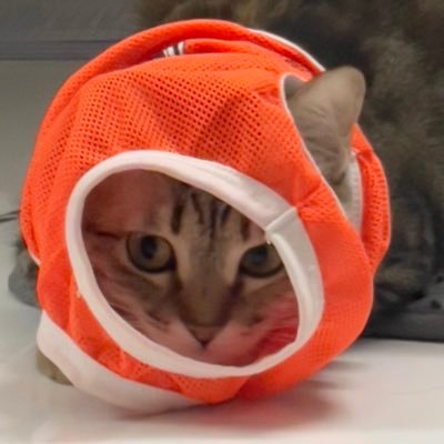 qui27606108's profile picture. Du lịch, ăn uống và khám phá