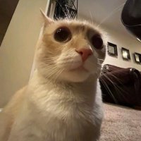 Old rr34 content (@oldrr34) 's Twitter Profile