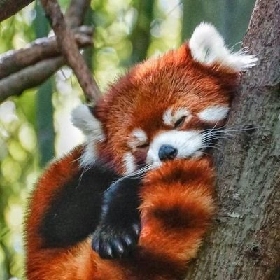 🔔 | Get Daily Redpanda pictures & videos
❤️| Follow me if you are an redpanda lovers ❤️
🌍| worldwide shipping