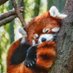 Red Panda Everyday (@red_panda_ed) Twitter profile photo