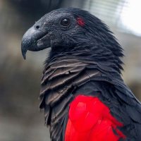 Mr Corbeau 🇲🇦 ⵣ (@moh_elhya) 's Twitter Profile