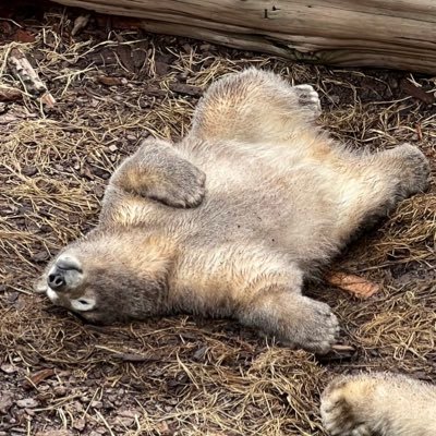 大学野球をメインにアマ野球観戦で全国を飛び回ってます。当面の目標は野球観戦の全都道府県制覇(残り1県)と大学野球26連盟制覇(残り1連盟)。野球以外ではNFL、カレッジフットボール、ホッキョクグマ、レッサーパンダなどが好き。フブキは世界一可愛いな