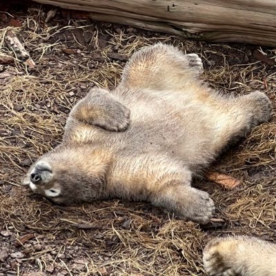 大学野球をメインにアマ野球観戦で全国を飛び回ってます。当面の目標は野球観戦の全都道府県制覇（残り2県）と大学野球26連盟制覇（残り1連盟）。野球以外ではNFL、カレッジフットボール、ホッキョクグマ、レッサーパンダなどが好き。フブキは世界一可愛いな