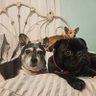Chichidog6's profile picture. 