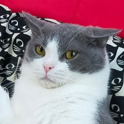 nekocafenya Profile Picture