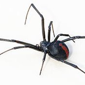 spider30517's profile picture. Cs go enjoyer :)