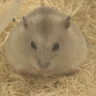 ジャンガリアンハムスターのムギちゃん🐹の日常をお届け♪無言フォロー失礼します！