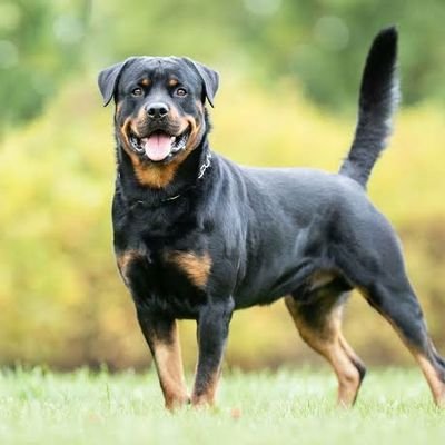 🐕 Welcome to @_rottweilerclub  🐕 we shre daily #Rottweiler content👇Follow us if you love Rottweiler👇