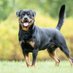 rottweiler lovers club (@_rottweilerclub) Twitter profile photo