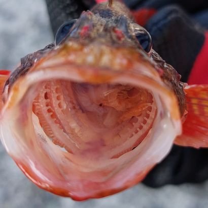 自然をこよなく愛する変態です‼️ 三連休は釣りに行きたい！釣れた魚は基本食います💪( ˙꒳ ˙💪) 釣り以外のこともツイートするのでよろしく！無言フォロー失礼します。現実でも名前変わるんでアカウント名変えました。