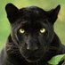 Algo Panther (@algopanther) Twitter profile photo Algo Panther (@algopanther) Twitter profile photo