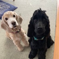 🦮マフィン&🐕🦺マオ+おすかる (@muffin_sin) 's Twitter Profile