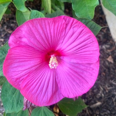 GuerdieGlass's profile picture. Wife, Mother, School Administrator, Mentor, Long-Life Learner. Member of DST. Changing the world one step at a time. Ideas & tweets expressed are my own.