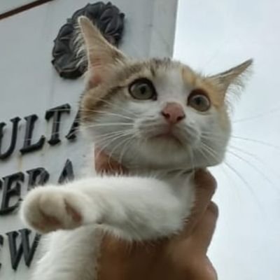 van_den_ronn's profile picture. just a boy who likes sky, autumn, cat and sleep. 🍂🍁🌜😺

vetmedstud