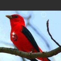 Marcelo Ribeiro Barreto (@marcelo12rb) 's Twitter Profile