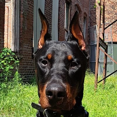 AxelTheDoby Profile Picture