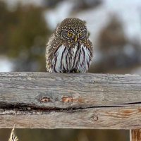 DiannaLeeThomas (@diannaleetomas) 's Twitter Profile