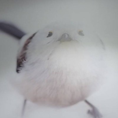 働き者の鳥さんです🕊️VTuberが大好きです✨