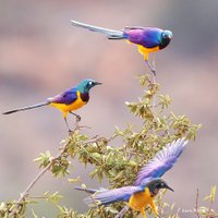 Kenyan Ornithologist-Kenyan Birds(@KOrnithologist) 's Twitter Profileg