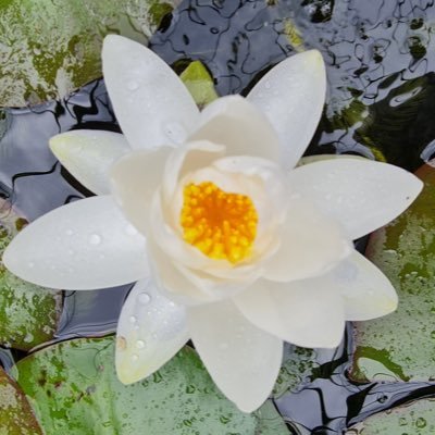 SharonMccr79923's profile picture. 