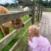 WindmillAnimalFarm (@windmill_farm) Twitter profile photo WindmillAnimalFarm (@windmill_farm) Twitter profile photo