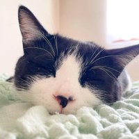 ねこまな (@mana98_game) 's Twitter Profile