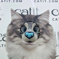 Mihlo (@thesneppyest) Twitter profile photo
