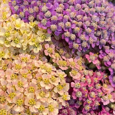 didiregardiz's profile picture. 