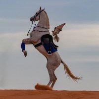 ̨مـٺـ؏ــب (@mutab_14) 's Twitter Profile Photo ̨مـٺـ؏ــب (@mutab_14) 's Twitter Profile Photo