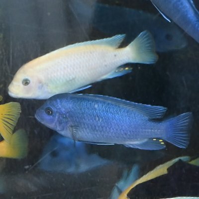 ebenhewitt's profile picture. Author of Technology Strategy Patterns