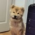 Puppy Tor (@ask_mypettor) Twitter profile photo Puppy Tor (@ask_mypettor) Twitter profile photo