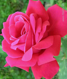 tricia_247's profile picture. 