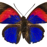 Purplebutterfly (@gherman527) 's Twitter Profile