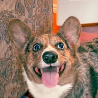 Pickles the blue merle corgi(@Picklesthecorgi) 's Twitter Profile Photo