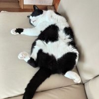 アルベート (@albat0) 's Twitter Profile