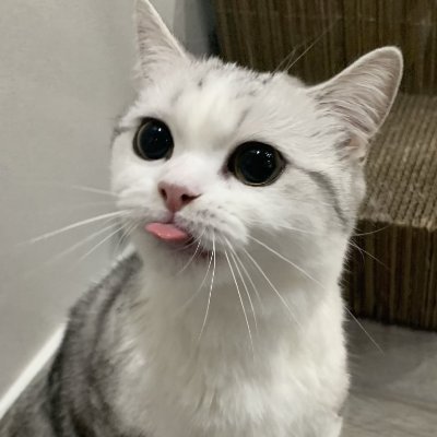 nyan_nyankichi's profile picture. ほぼ見てるだけの人です　(*^^*)