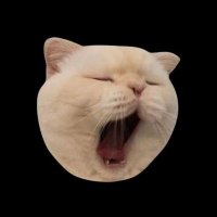 kvhcls (@kvhcls994) 's Twitter Profile