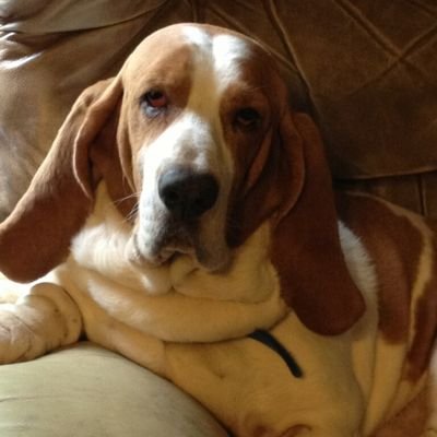 AmBassetdore of Hounds. Retired... Gone fishing all day. If you are not saved, then you are a sinner. May God bless you and keep you ✝️.