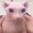 DamianDosSant12's profile image
