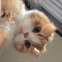 Zeyy||°Open arisan ❤️ (@swggurll) 's Twitter Profile
