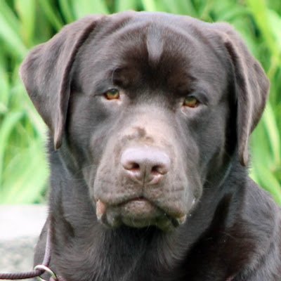 meritrustlabs's profile picture. 