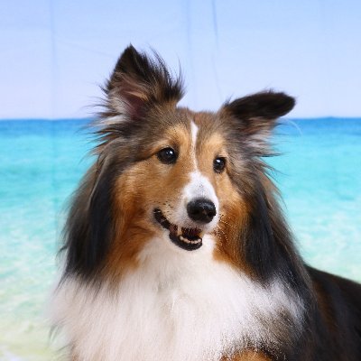 Rio_Studylog's profile picture. R50｜理系院卒｜ITストラテジスト｜中小企業診断士｜事業部経営企画兼営業｜ワンコ・登山・ロードバイク｜