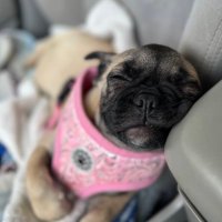 insert something funny (@redleader604) 's Twitter Profile Photo