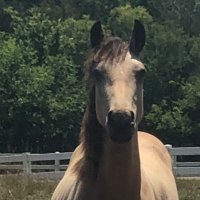 Monica (@scoutsmom2022) 's Twitter Profile