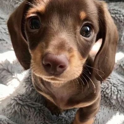 👉 Welcome to @dachshund lovers
🐕 We share daily #dachshund Contents 
🐾 Follow us if you really love dachshund