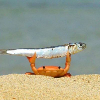 SandCrabLaurie's profile picture. Articles, Interviews & Recipes about Sand Crabs aka Blue Swimmer Crabs, Blue Crabs, Blue Manna Crabs, Alimasag, Rajungan... Hard & Soft-Shell Crabs.