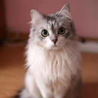 Mika🐈⬛ (@sm_schnee) 's Twitter Profile