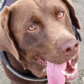 Just_A_Dog2019's profile picture. 