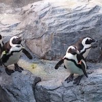 dai2inclub (@dai2inclub) 's Twitter Profile Photo