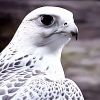 ‏[ ■؏ــذب ּالــصـفــات■ ]20K (@z6_77) 's Twitter Profile